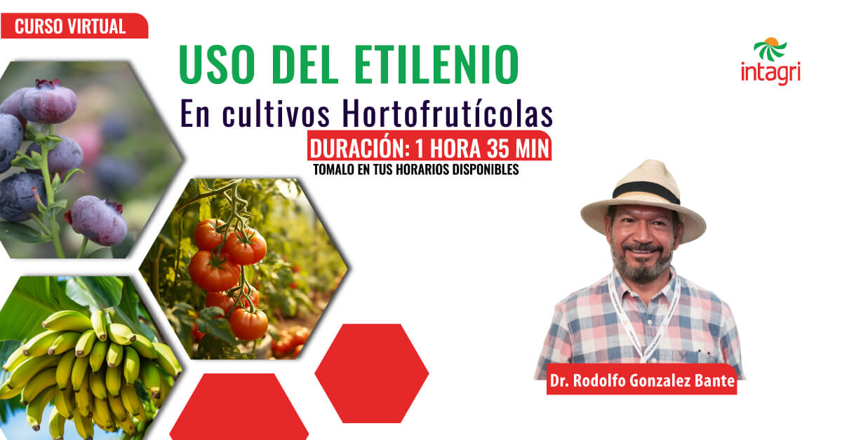 Curso Virtual Manejo De Etileno En Cultivos Hortofrut Colas